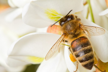 A bee on a flower of acacia