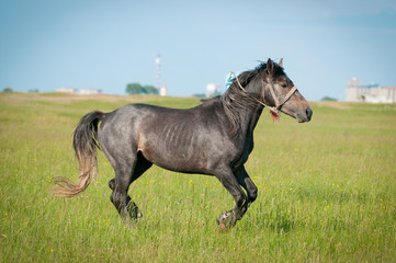 beautiful black horse running gallop on pasture