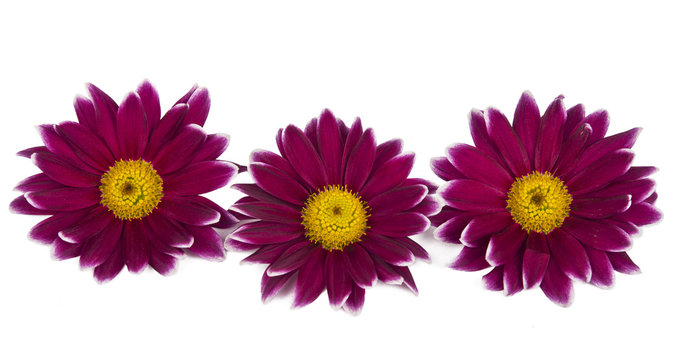 Chrysanthemum isolated