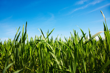 Wiese, Himmel, Landwirtschaft, Subvention,