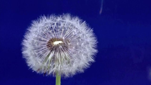 pusteblume