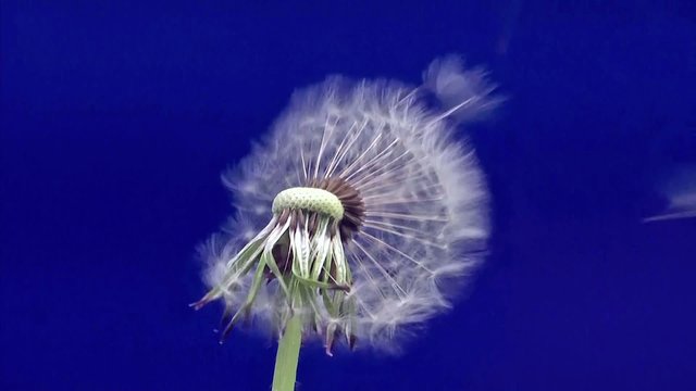 pusteblume