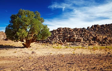 Foto auf Acrylglas Sahara-Zypresse, Tassili N& 39 Ajjer, Algerien © Dmitry Pichugin