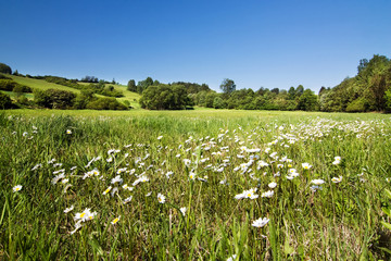 Spring flowering meadow