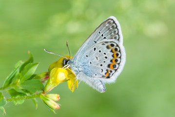 Common Blue butterfly on a wild flower