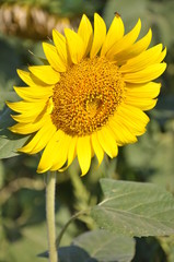 желтый цветок - подсолнух