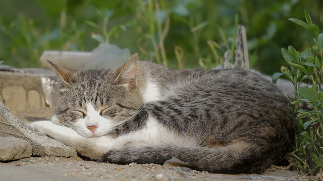 Cat posing and resting