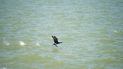 Cormorant starting from a lake in spring