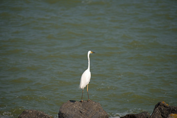 White egret on a stone along a lake