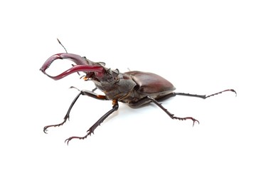 Stag beetle (Lucanus cervus) over white