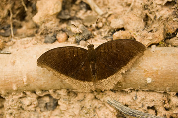 Wild brown butterfly, Cambodia