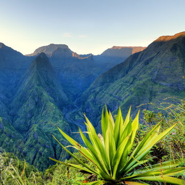 Aloes vert dit "choca" devant Mafate, La R&eacute;union.