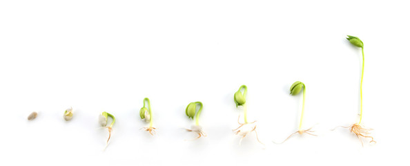 Sequence of bean plant growing isolated on white background