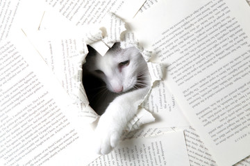 rat cat katze