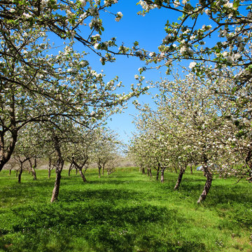 Pommier fleuri au printemps C