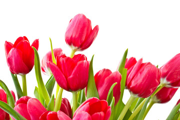 red tulips