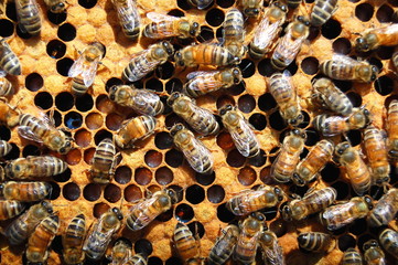 Pszczoły na plastrze - obrazy, fototapety, plakaty