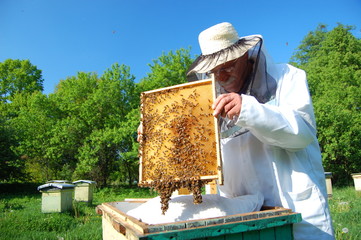 pszczelarz pracuje w pasiece - obrazy, fototapety, plakaty