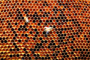 dwie pszczoły na plastrze - obrazy, fototapety, plakaty