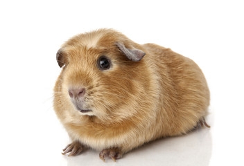 Fototapeta premium Guinea pig