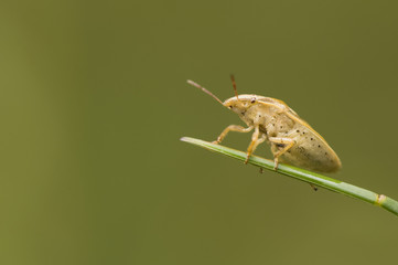 Aelia acuminata