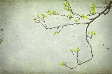 An apricot branch tree with leaves