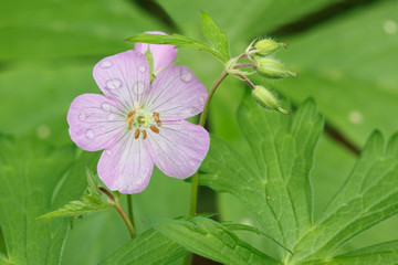 Pink Bloom