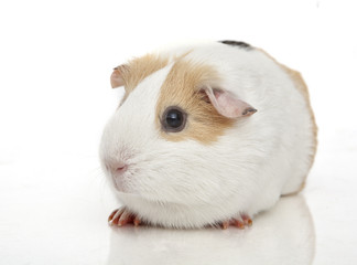 Fototapeta premium Guinea pig