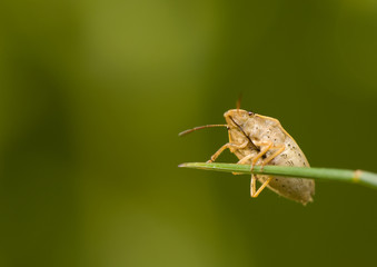 Aelia acuminata