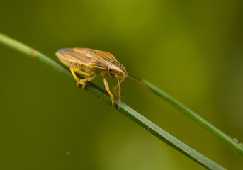 Aelia acuminata