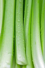 ギボウシ　-Hosta-