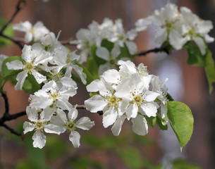 Цветы груши уссурийской  (Pirus ussuriensis)