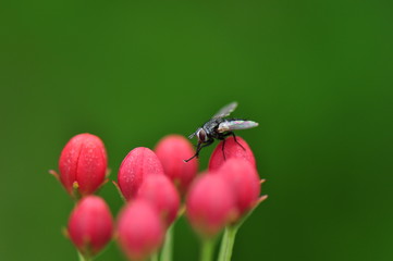 Insect on Flower Macro