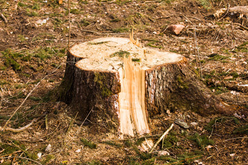 tree stub