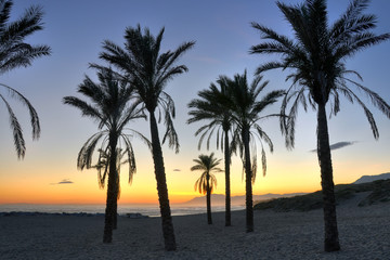 Fototapeta na wymiar Palm tree silhouettes - Costa del Sol