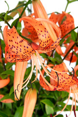 Tiger Lily, Lat. Lilium lancifoliu