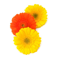 Beautiful daisy gerbera flowers