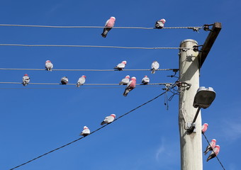 Galah (Cacatua roseicapilla) Cockatoos. Oberon. NSW. Australia.