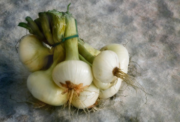 Aglio - Allium sativum