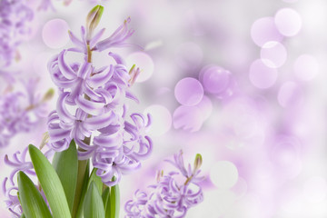 Spring magic hyacinth garden abstract background