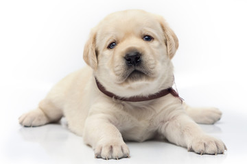 Obraz premium Labrador puppy
