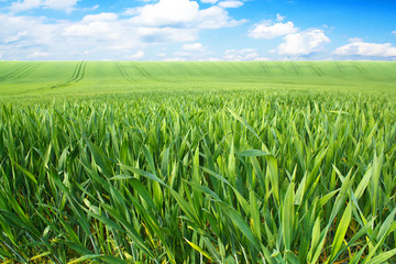 spring landscape with green field