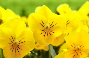 Afwasbaar Fotobehang Viooltjes gele viooltje bloemen