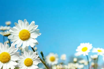Photo sur Plexiglas Marguerites fleurs de marguerites blanches