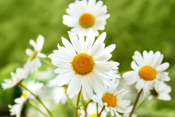 Obraz na płótnie Canvas white marguerite flowers
