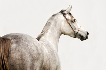 Obraz na płótnie Canvas Koń na pastwisku