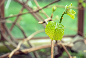 New leaves are growing on the vine