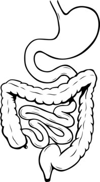 Internal digestive system