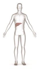 3d render of artificial character with liver