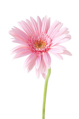 Fototapeta premium gerbera rosa, flores